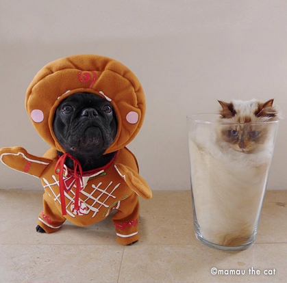 costume pan di zenzero per cani