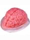 Forma di gelatina forma cervello