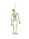 Angstaanjagend skelet hanger van 40 cm