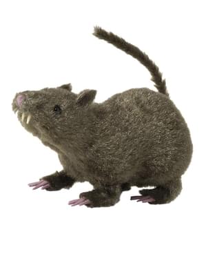 Rato peludo castanho