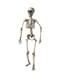 Skelett gegliedert 160 cm