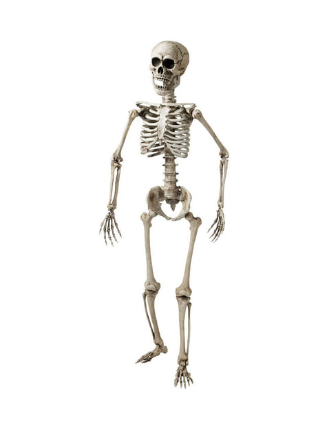 Squelette articulé 160cm