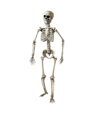 Skelett gegliedert 160 cm