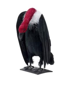 Abutre de pescoço comprido com penas