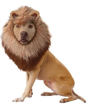 Bir köpek için aslan kostümü