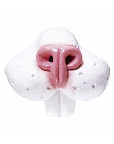 Nariz de coelho com dentes