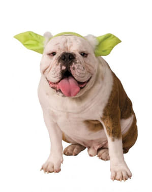 Oreilles Yoda Star Wars chien