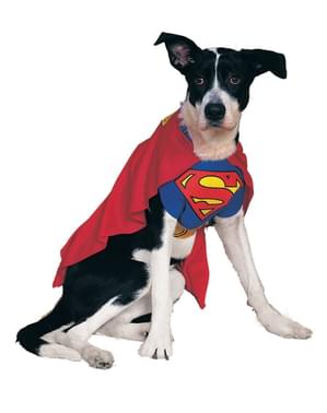 Köpekler Süpermen kostümü