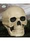 Tête de mort décorative (20 cm)