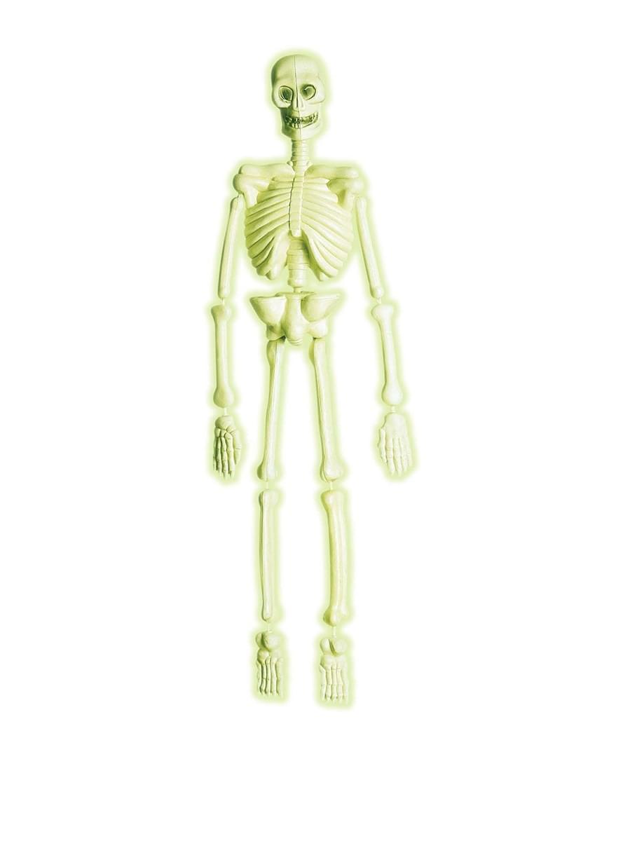 3D Glow-in-the-dark Laboratory Skeleton