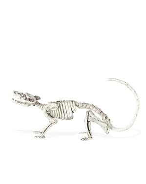 Squelette de rat