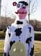 Cow Adult Costume