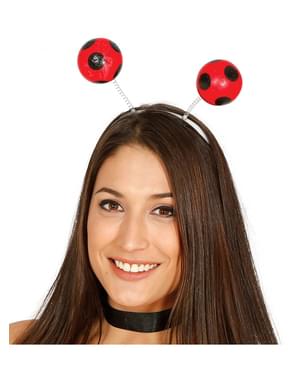 Antennes coccinelle adulte