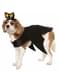 Costume da pipistrello per cane