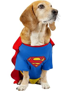 Superman búningur fyrir hund