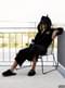Chaussons Batman adulte