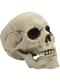 Decoratieve Halloween Schedel