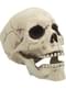 Dekorativ Halloween Hodeskalle