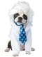 Costume di Einstein per cane