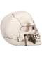Calavera decorativa México