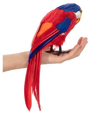 Perroquet pirate