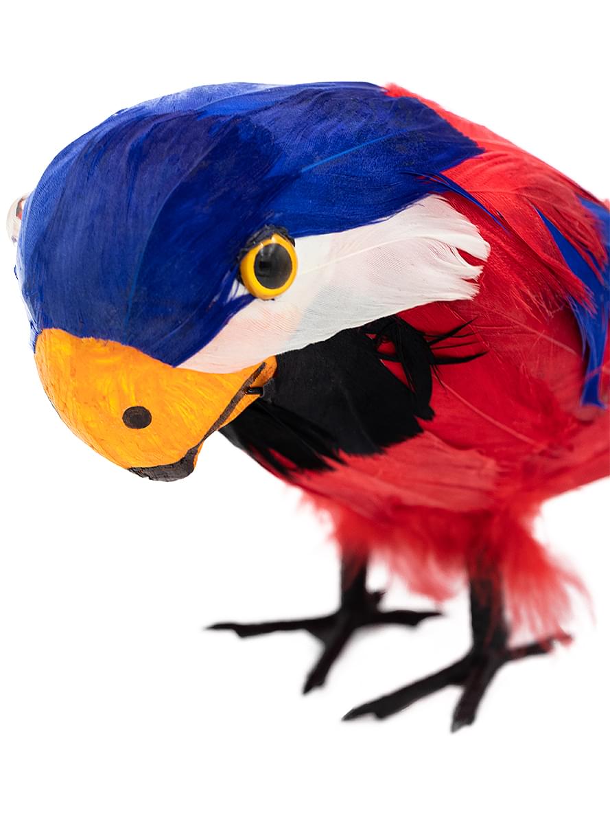 Pirate Parrot