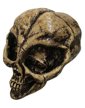 Crâne décoratif squelette alien