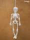 Hanging skeleton