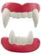 Vampire denture for adults