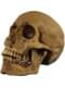 Resin Skull