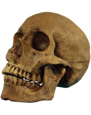 Cráneo de resina