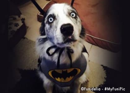 Disfraz de Batman para perro