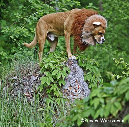 Przebranie za zwierzę dla psa